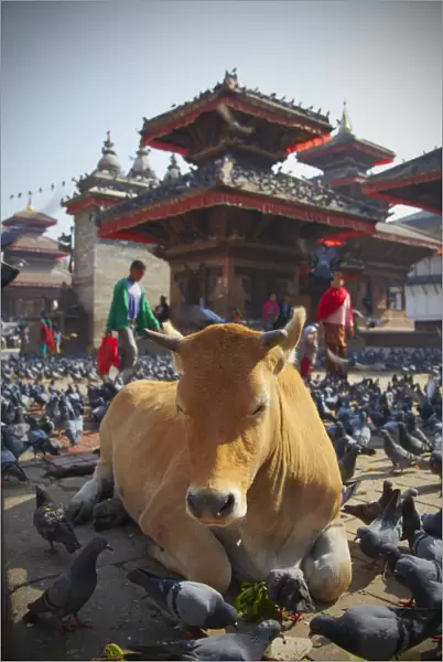 Cow and pigeons in Durbar Square (UNESCO World Heritage Site), Kathmandu, Nepal