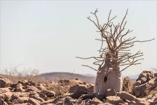 Africa, Namibia, Palmwag. Bottle tree