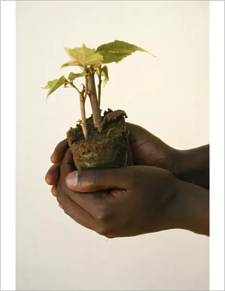 A horticulturalist holds a young tree at a nursery