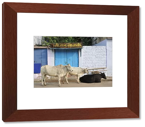Sacred cows, Varanasi, India