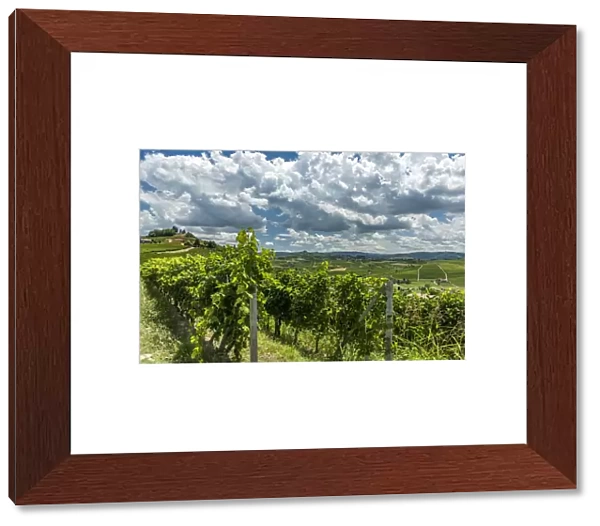 italy, Piedmont, the monferrato hills near to Costigliole D asti with vineyards