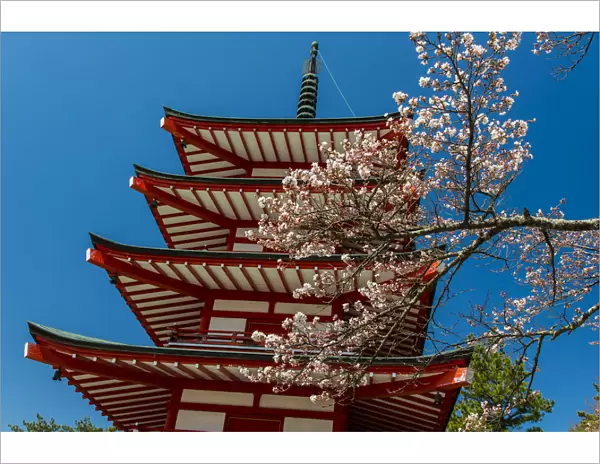 Chureito pagoda with blooming cherry tree, Fujiyoshida, Yamanashi Prefecture, Japan