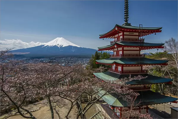 Chureito pagoda with blooming cherry trees and Mount Fuji in the background, Fujiyoshida