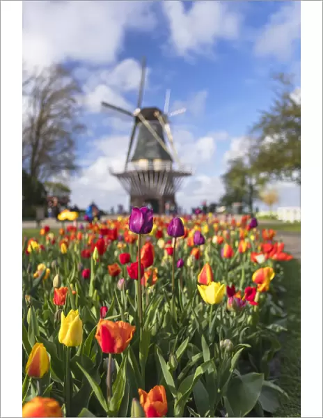 Tulips and windmill at Keukenhof Gardens, Lisse, Netherlands