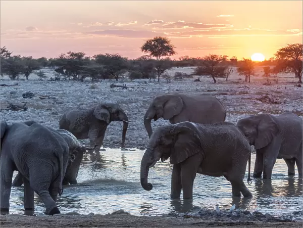 Africa, Namibia, Etosha National park. Elephants at the waterhole of Okaukuejo