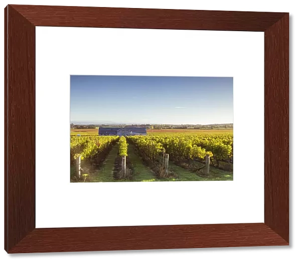Vineyards, Te Mata Estate Winery, Havelock North, Hawkes bay, North Island, New