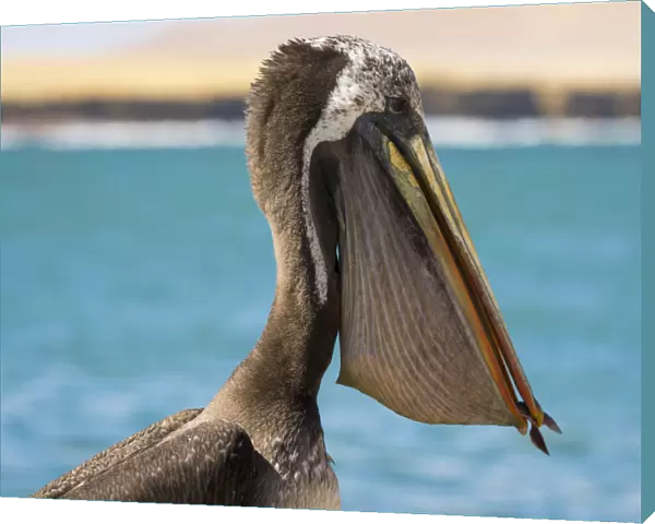 Close-up of Peruvian pelican with fish in throat pouch, Paracas National Reserve, Paracas