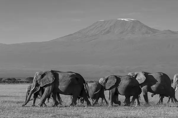 Elephants and Mount Kilimanjaro, Amboseli, Kenya, black and white