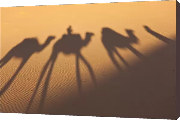 Camel train shadows, Erg Chebbi, Sahara Desert, Morocco