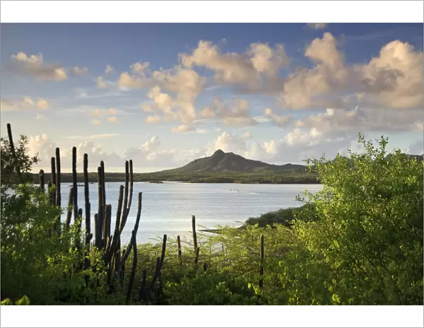 Caribbean, Netherland Antilles, Bonaire, Washington Slagbaai National Park, Flamingoes