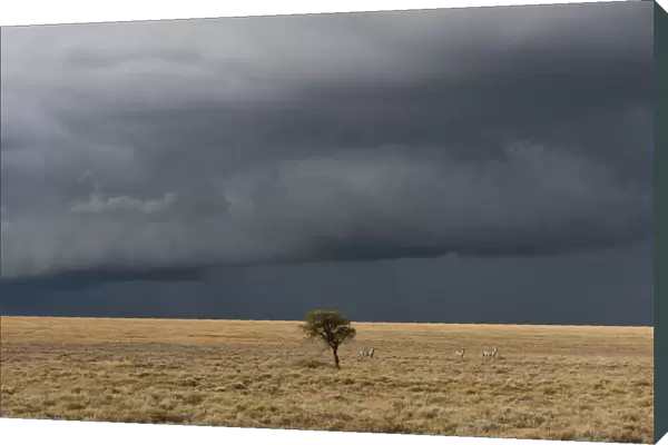 Lone tree on horizon with stormy sky in background