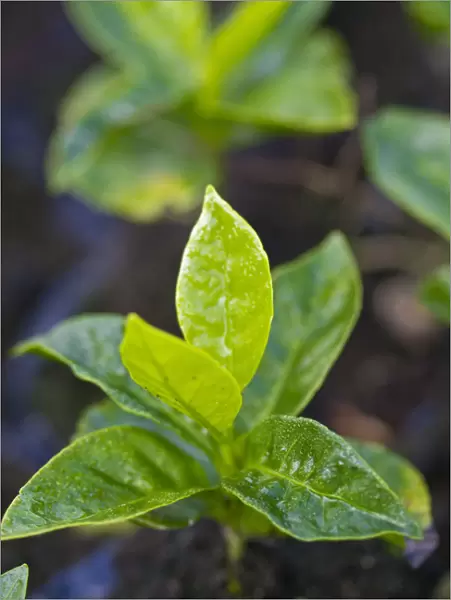 Colombia, Caldas, Manizales, Chinchina, Hacienda de Guayabal, Coffee seedlings growing