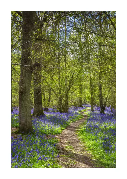 Bluebell woods, Surrey, England, UK