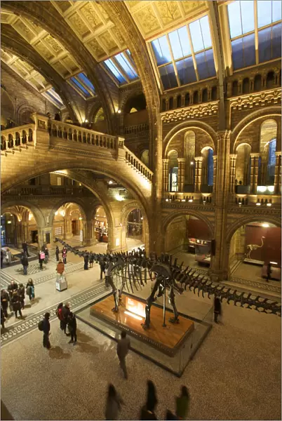Dinosaur at the Natural History Museum, London, England