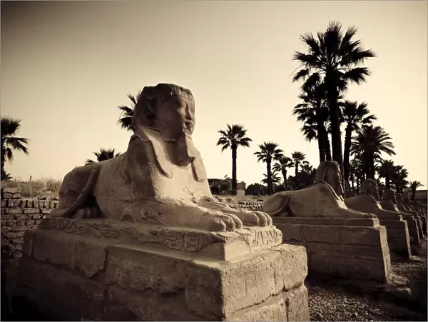 Egypt, Luxor, Luxor Temple, Avenue of Sphinxes