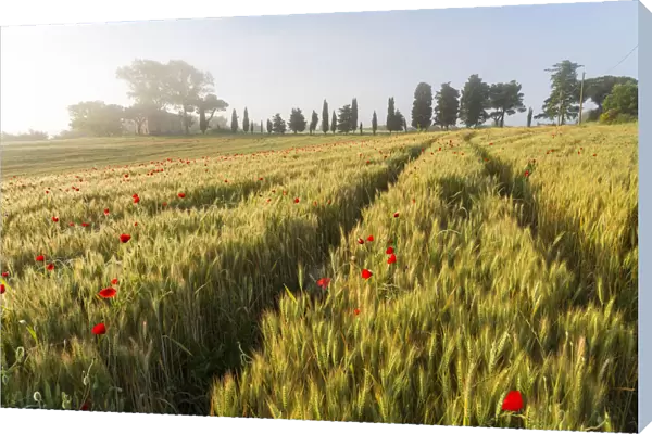 Early morning mist and field of poppies and old abandoned farmhouse, Tuscany, Italy