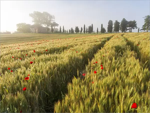 Early morning mist and field of poppies and old abandoned farmhouse, Tuscany, Italy