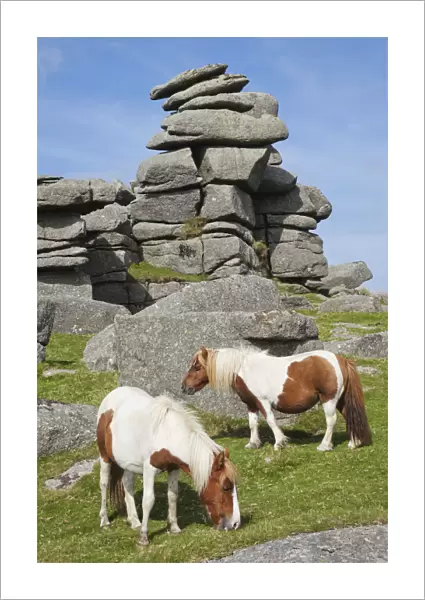 England, Devon, Dartmoor, Ponies at Great Staple Tor