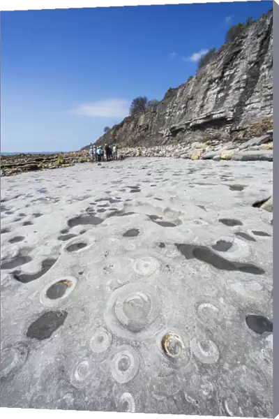 England, Dorset, Lyme Regis, Jurassic Coast, Rocks with Ammonite Patterns