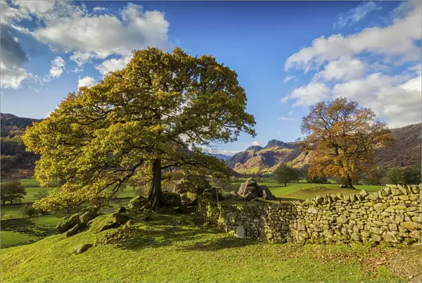 Stonewall & Tree in Autumn, Lake District National Park, Cumbria, England