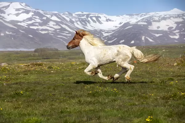 Iceland, Akureyri, a multi-coloured Icelandic horse gallops in a meadow in North Iceland