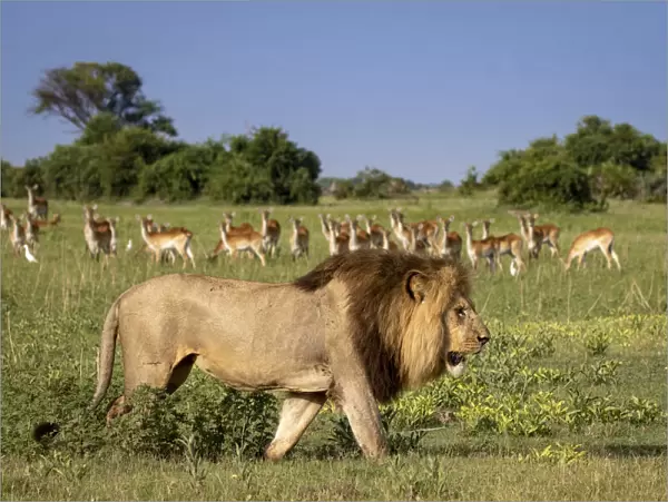 Male Lion walking with Red Lechwe in the background, Okavango Delta, Botswana