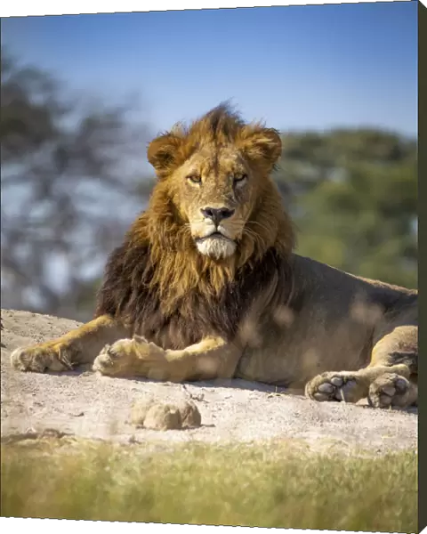 Male Lion, Khwai River, Okavango Delta, Botswana
