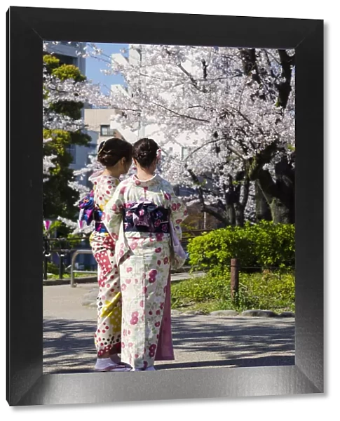 Japanese Girls in kimono during Sakura Blooming in Asakusa, Tokyo, Japan