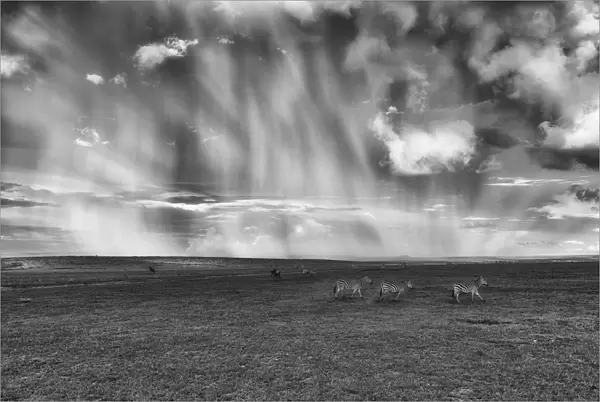 a herd of zebras in heavy rain crossing the Msai mara plains, Kenya