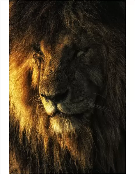 Portrait of male lion (panthera leo) scarface in the msai mara game reserve, Kenya
