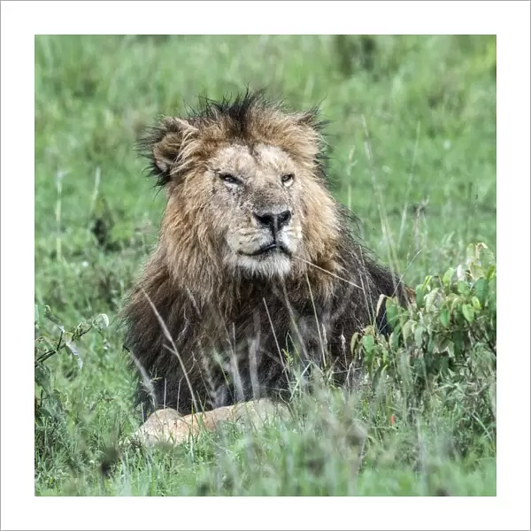 Male lion (panthera leo) in the msai mara game reserve, Kenya