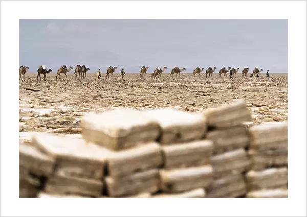 Camels caravan carrying salt from the Dallol salt flats, Danakil Depression, Afar Region