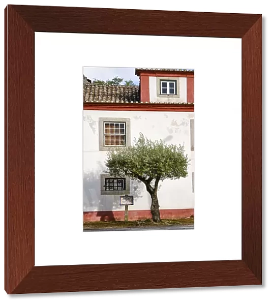 Olive tree. Quinta de Santo Amaro. Aldeia da Piedade, Setubal. Portugal