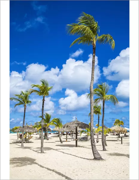 Caribbean, Aruba, Oranjestad, Palm trees on Eagle Beach