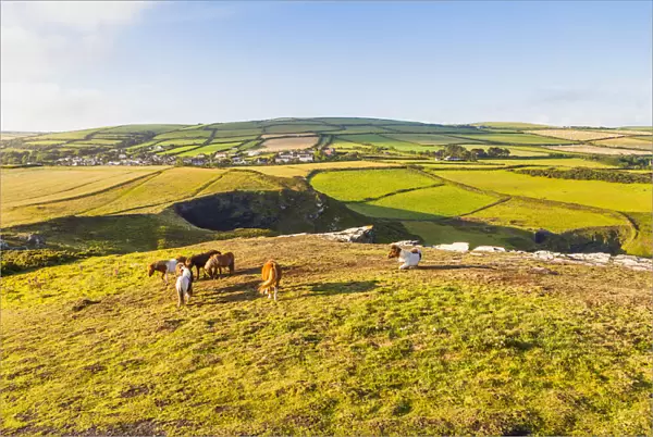 Horses in Boscastle, North Cornwall, Cornwall, England, UK