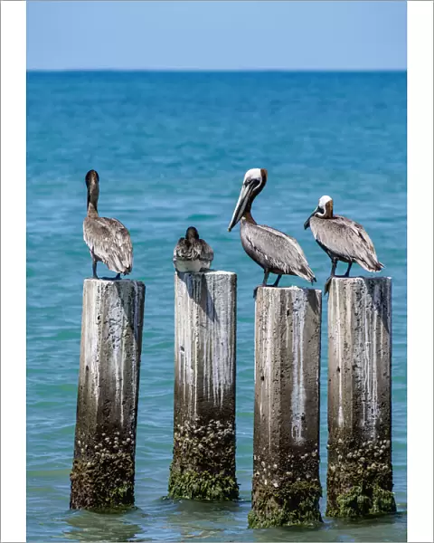 Brown Pelicans (Pelecanus occidentalis) by the Great Bay Beach, Treasure Beach