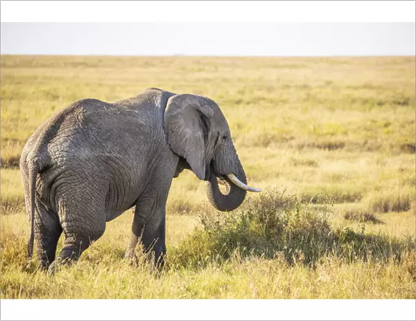 An elephant in the Serengeti, Serengeti National Park, Tanzania