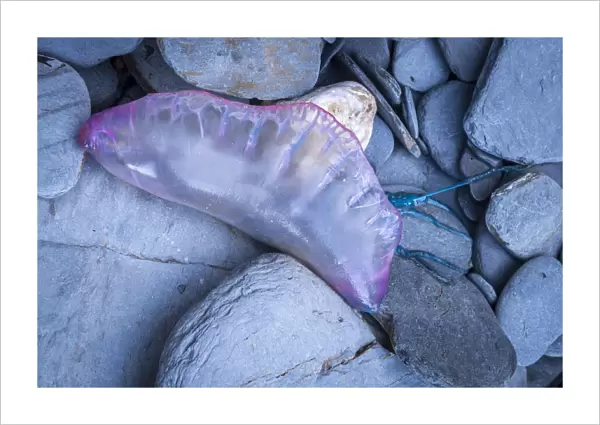 Dead Portuguese Man of War (Physalia physalis) siphonophore washed up on the rocky shore