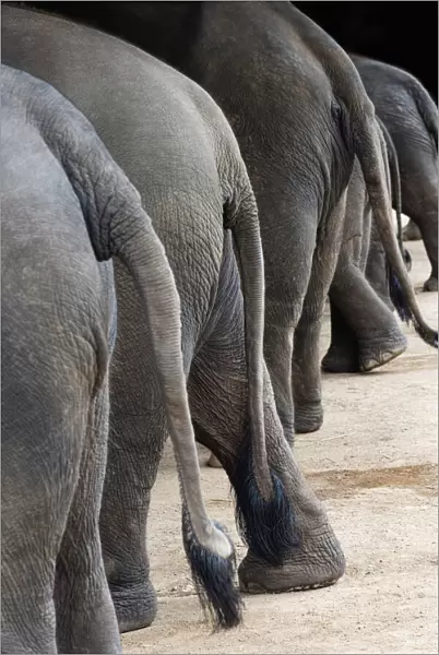 Thailand, Chiang mai, Lampang, Thai Elephant Conservation Centre