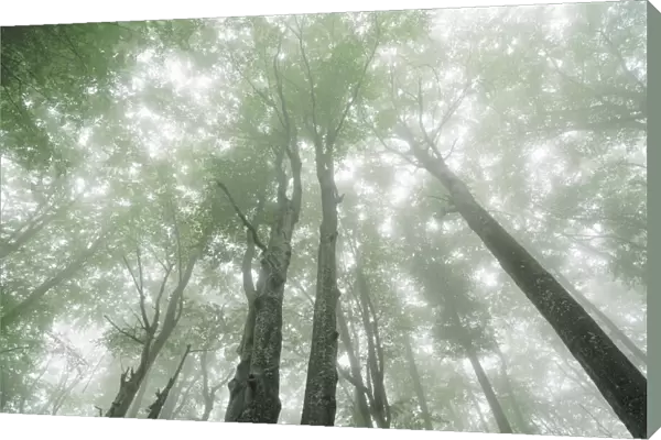 Beech forest in fog - Croatia, Lika-Senj, Plitvice Lakes - Plitvice Lakes National Park
