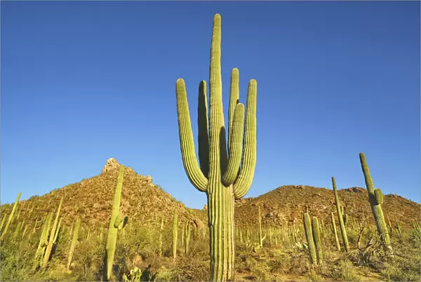 Saguaro - USA, Arizona, Pima, Tucson, Saguaro National Park, Saguaro West, Bajada Loop