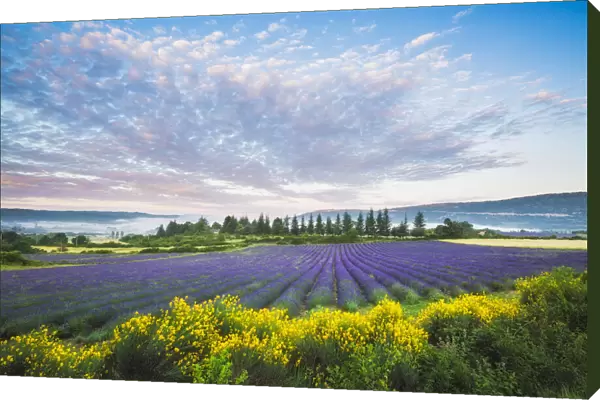 Lavender field near Sault, Vaucluse, Provence-Aples-Cote d'Azur, France