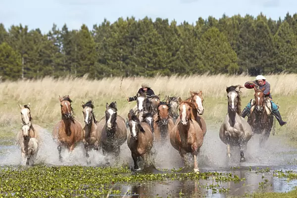 Two gauchos drive a group of horses through a lagoon of the Estancia Buena Vista, Esquina