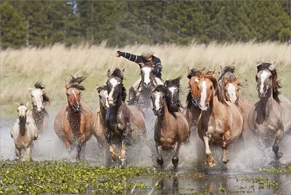 A gaucho drives a group of horses through a lagoon of the Estancia Buena Vista, Esquina