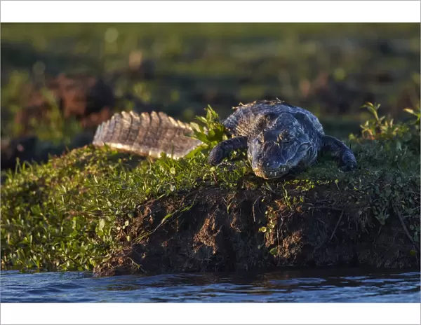 A large caiman (Yacara©) lying on the grass inside the Iberaa National Park at dusk