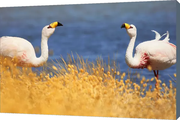 A couple of James flamingos (Phoenicoparrus Jamesi) in Canapa Lake, Potosi, Bolivia