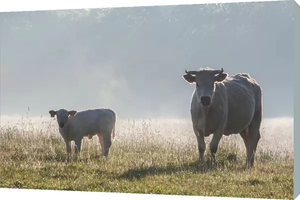 Cows in the morning light, Schaalsee, Schaalsee Biosphere Reserve