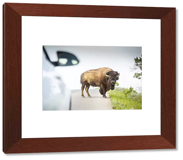 USA, North Dakota, Angry Bison, Crossing The Road, Theodore Roosevelt National Park