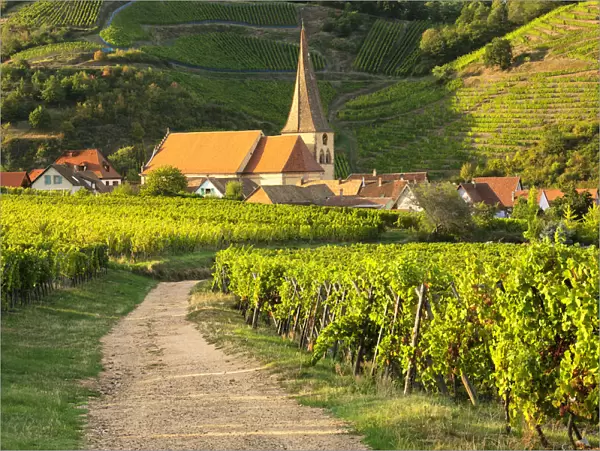 Church and vineyards, Rodern, Alsace, Alsatian Wine Route, Haut-Rhin, France