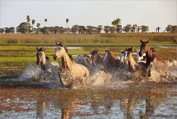 A herd of horses crosses a lagoon of the Estancia Buena Vista at sunset, Esquina, Corrientes, Argentina
